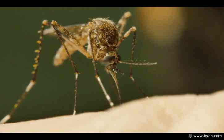 Health officials warn of higher mosquito risk due to rain, warm weather