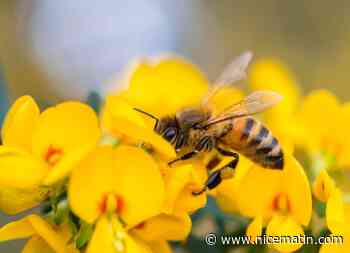 Le retour de ces pesticides en France serait "un désastre", pour le principal syndicat d'apiculteurs