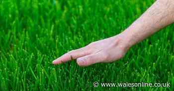 Amazon's 'speedy' grass seed 'thrills' gardeners with 'fantastic' results in just 14 days
