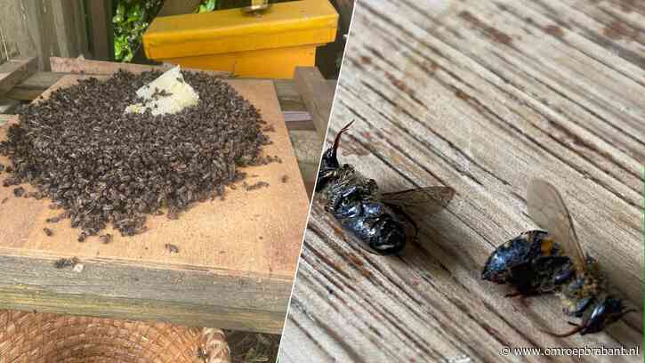 Twintigduizend bijen dood van stadsimker Marcel: 'Nooit zoiets meegemaakt'