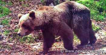 Franse jager (81) die beer doodschoot in de Pyreneeën ontsnapt aan gevangenisstraf: ’Mijn been werd opgegeten’