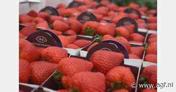 "Voorjaarspiek in volumes valt samen met promo's en omschakeling export"