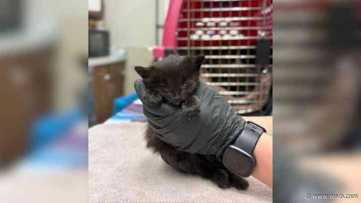 Over 30 cats, kittens, dogs rescued from 'uninhabitable' Hamburg home, more expected