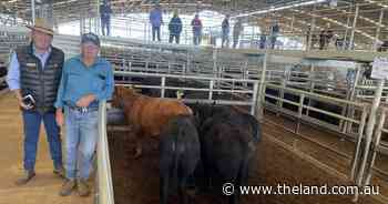 Prices remain firm despite demand for heavy cattle in north, south destocks