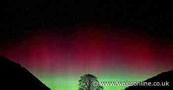 Sycamore Gap accused said it was 'just a tree', court told