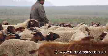 Running sheep in the Middle Atlas mountains' varying altitudes and terrain