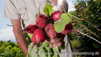 Gemüse säen oder pflanzen: Was ist besser?