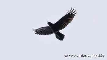 Raafkuiken van eerste generatie nestelt intussen ook in Limburg: “Het gaat heel snel voor de soort”