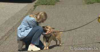 Pets languishing in Vancouver shelter due to no-social media policy, volunteer says