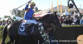 Cup win for Punch Lane, a stakes first for stallion Dracarys | Tails