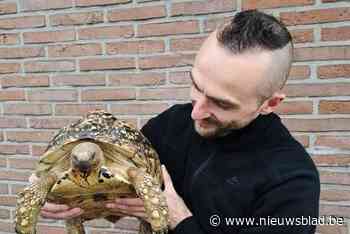 Schildpad Octaaf is terecht