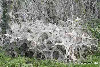 Gespinstmotte breitet sich an der Meesenstiege aus
