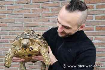 Schildpad Octaaf teruggevonden na zoektocht van vier dagen: “Hij had precies liggen zonnen”