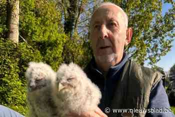 Bosuilen geringd voor natuuronderzoek