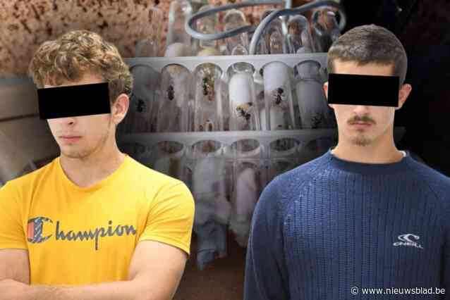 David (19) en Seppe (18) veroordeeld tot boete voor mierensmokkel in Kenia: “Ze verdienen een tweede kans”