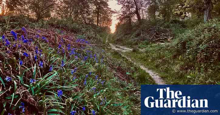 Country diary: I can hear the badgers, I can smell the badgers – but where are they? |