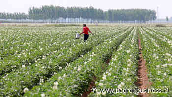 China's snelle opkomst als gigant op de fritesmarkt