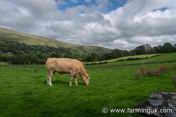 Grass-fed livestock could help fight climate change, says report