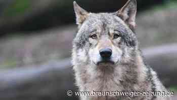 Wolf in Helmstedt darf getötet werden – unter diesen Bedingungen