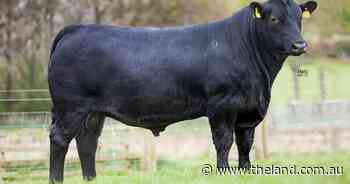 Scotland calling: Macka's Angus secures Rawburn Aberdeen yearling bull