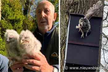 Vrijwilligers ringen bosuiltjes voor natuuronderzoek: “Zo krijgen we beter inzicht in biodiversiteit”