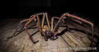 The UK's biggest spider believed to be hiding inside UK homes
