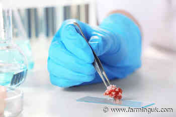 Scientists develop reliable pig fat cell line in lab-grown meat breakthrough