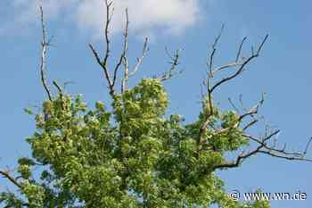 Das leise Sterben der Eschen im Wolbecker Tiergarten