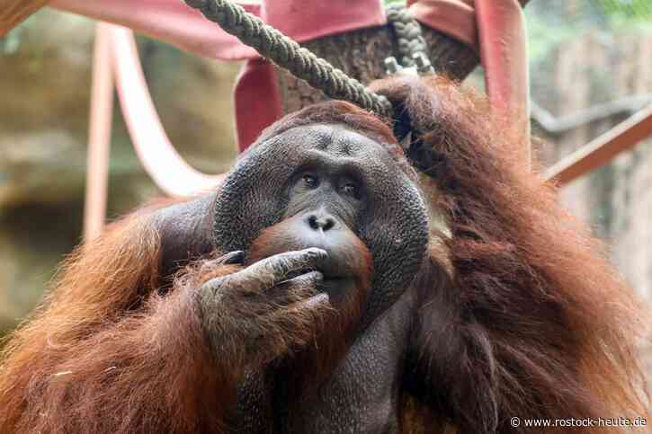 Nach über drei Jahrzehnten im Rostocker Zoo ist der 44-jährige Menschenaffe am vergangenen Sonntag verstorben.