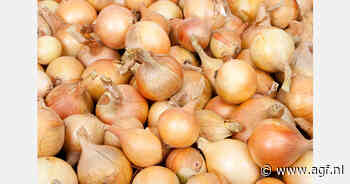 Egypte exporteert 26.000 ton uien