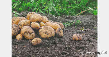 Zweden ontwikkelt droogteresistente aardappelen