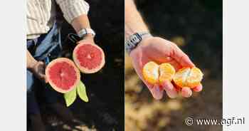 "Door onrust is de verwachting dat exporteurs in Peru en Zuid-Afrika eerder kiezen voor Europa als veilige markt"