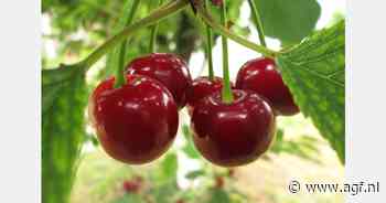 Kersentelers in Nederland vrezen verlies oogst door Suzuki-fruitvlieg