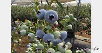 "De keten tussen teler en klant verkorten, zodat de waarde blijft waar hij hoort, bij de klant"