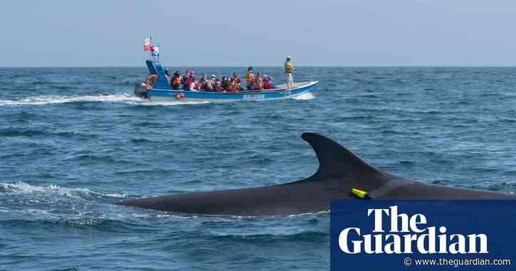 ‘It’s like putting a whale in a blender’: the rise of deadly ship collisions in Chile