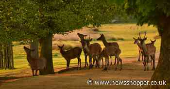 Greenwich Park ‘excitedly welcomes’ deer for the first time in four years