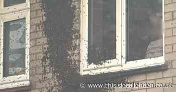 WATCH as thousands of bees swarm Hornchurch flats in 'biblical event'