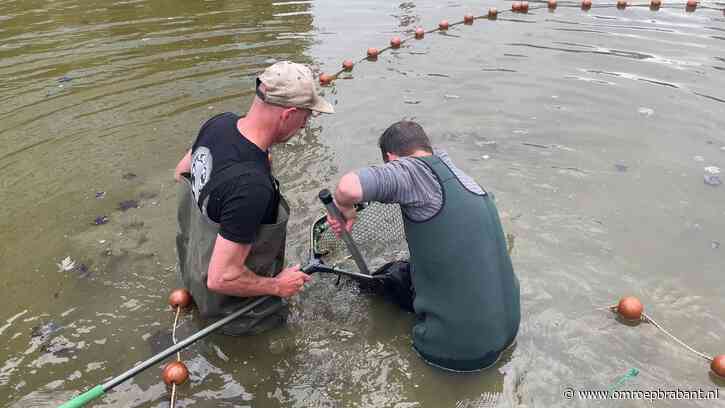 Eenzame karper Egbert krijgt na 8 jaar vriendjes en meer groen om zich heen
