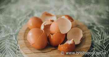 Gardeners urged to never throw away eggshells as they're 'vital' for plants