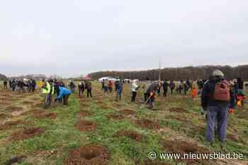 Ondanks grote plantacties ‘te weinig’ extra bomen in bosgemeente