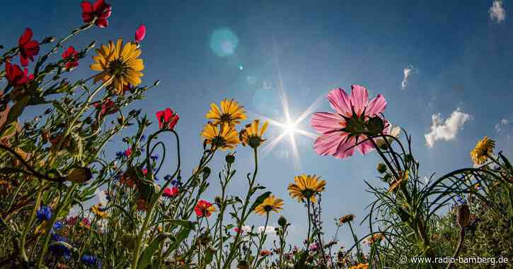 Bayern zahlte seit 2021 fünf Millionen Euro für Blühstreifen