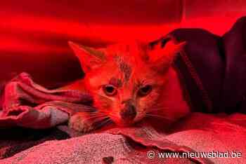 Al heel wat centen ingezameld om herstel van katje Koekie te betalen na val van twintig meter: “Maar hij heeft nog een lange weg te gaan”