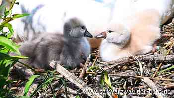 Einfach entzückend: Der Nachwuchs der Nagolder Schwäne ist da