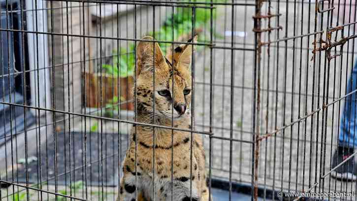 Ontsnapte serval Django duikt op in tuinen en op daken