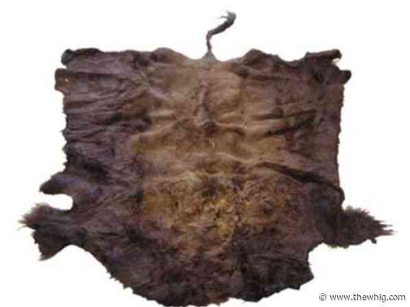 Kingston Police in search of stolen buffalo robe