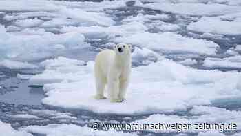 Evolutionsbiologe: „Das Aussterben des Eisbären ist ein Mythos“
