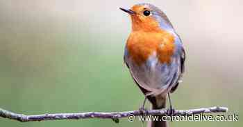 Gardeners urged to make one key change to keep robins coming back