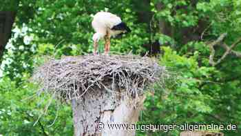 Nachwuchs bei den Augsburger Wildstörchen: Wird der kleine Vogel überleben?