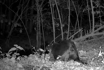 Bever gespot aan Velpe in Boutersem: “Hij zit er nog niet lang”