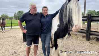 Van shetlander tot Brabander: Rumahoeve biedt naast ponywandelingen nu ook verjaardagsfeestjes en kampen aan